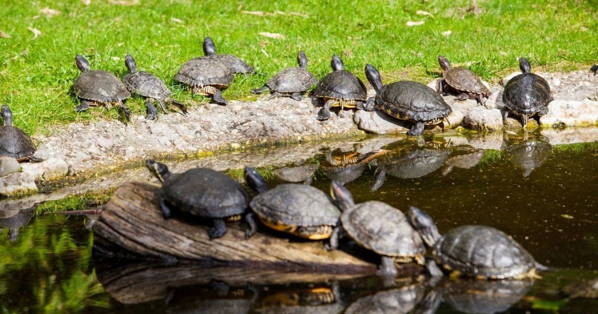 How to avoid duplicate content